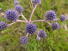 Eryngium junceum