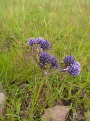 Eryngium junceum