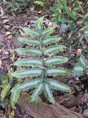 Pteris argyraea