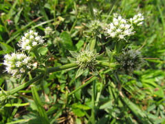 Eryngium nudicaule