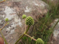 Eryngium pohlianum