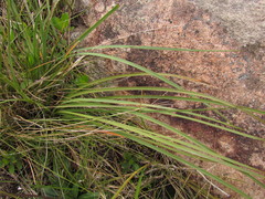 Eryngium pohlianum