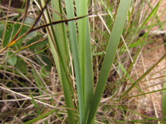Eryngium pohlianum