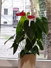 Anthurium andraeanum