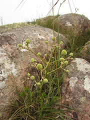 Eryngium pohlianum
