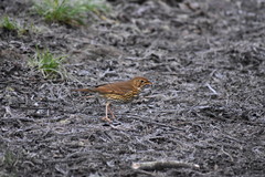 Turdus philomelos
