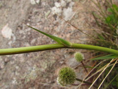 Eryngium pohlianum