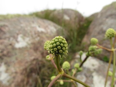Eryngium pohlianum