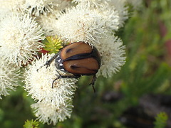 Trichostetha capensis hottentotta