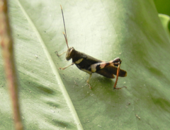 Apalacris varicornis