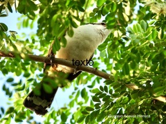 Campylorhynchus chiapensis