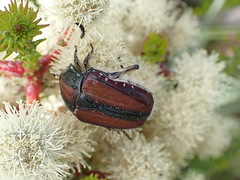 Trichostetha capensis hottentotta
