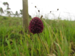 Eryngium sanguisorba