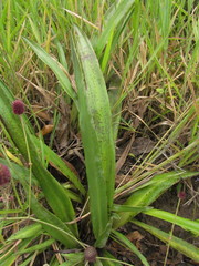 Eryngium sanguisorba