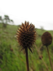 Eryngium sanguisorba