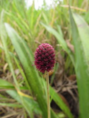 Eryngium sanguisorba