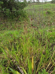 Eryngium sanguisorba