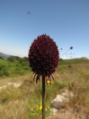 Eryngium sanguisorba