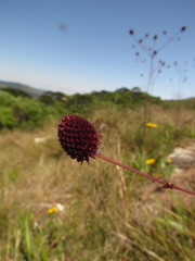 Eryngium sanguisorba