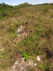 Eryngium sanguisorba
