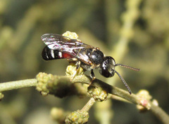 Lasioglossum interruptum