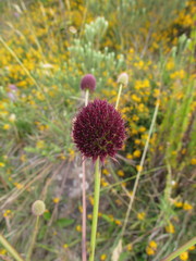 Eryngium sanguisorba