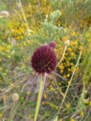 Eryngium sanguisorba