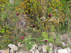 Eryngium sanguisorba