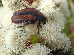 Trichostetha capensis hottentotta