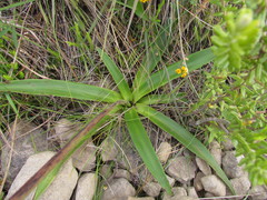 Eryngium sanguisorba