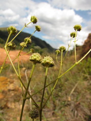 Eryngium scirpinum