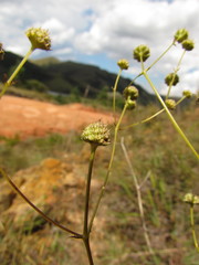 Eryngium scirpinum