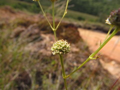 Eryngium scirpinum