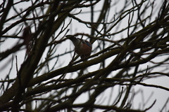 Garrulus glandarius