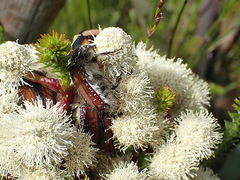 Trichostetha capensis hottentotta