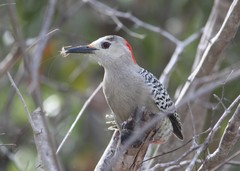 Melanerpes superciliaris