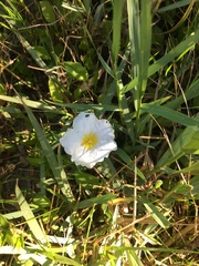 Nierembergia rivularis