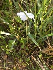 Nierembergia rivularis