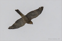 Accipiter nisus