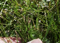 Eleocharis parishii