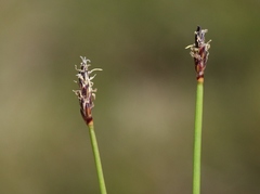Eleocharis parishii