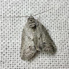 Nycteola polycyma