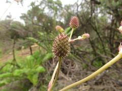 Eryngium floribundum