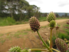 Eryngium floribundum