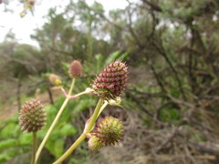 Eryngium floribundum