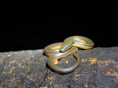 Bicoloured Stream Snake
