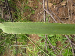 Eryngium floribundum