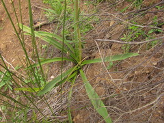Eryngium floribundum
