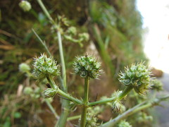 Eryngium smithii