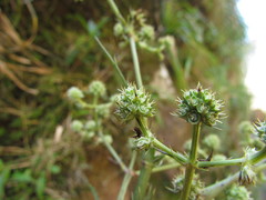 Eryngium smithii